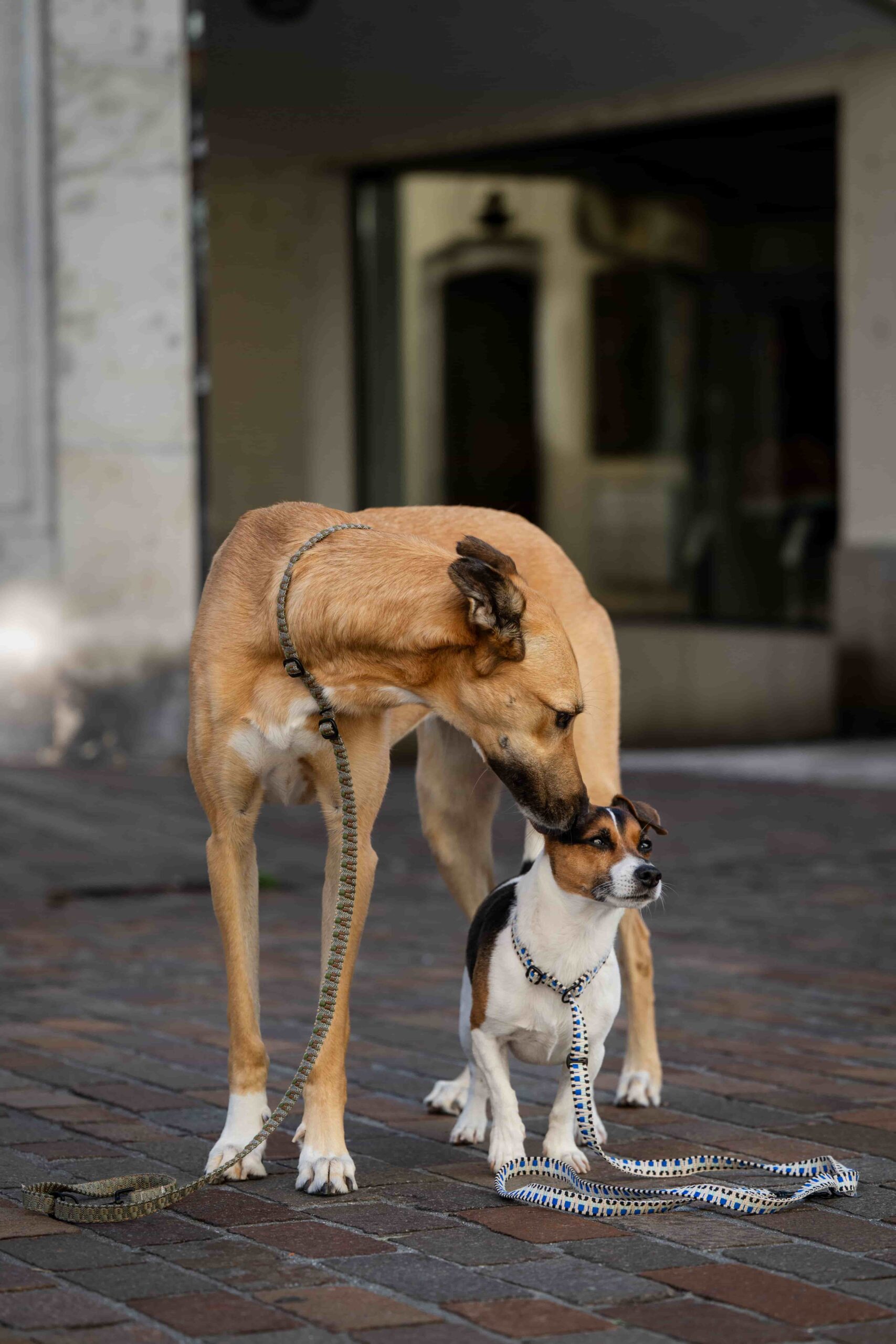 Handgemachtes Hundezubehör aus der Schweiz